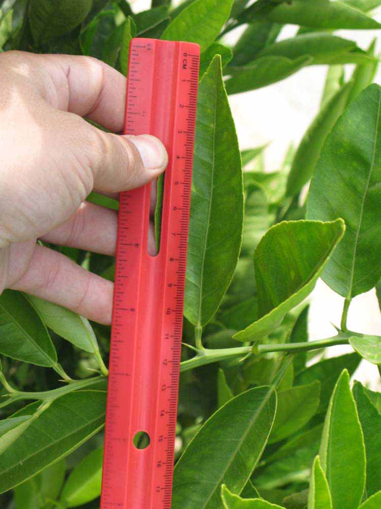              Unifoliolate leaf (Riverside, CA)       